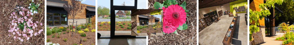 Horizontal group of six images of the new Nature's Gifts dispensary at 822 West Washington Street in Sequim, WA. Displayed here, we see outdoor flowers, an outside view of the front door, a view of the large glass door from the inside, more outdoor flower, a top view of the spacious interior of the dispensary, and an outdoor shot of the front door with a maple tree beside it.